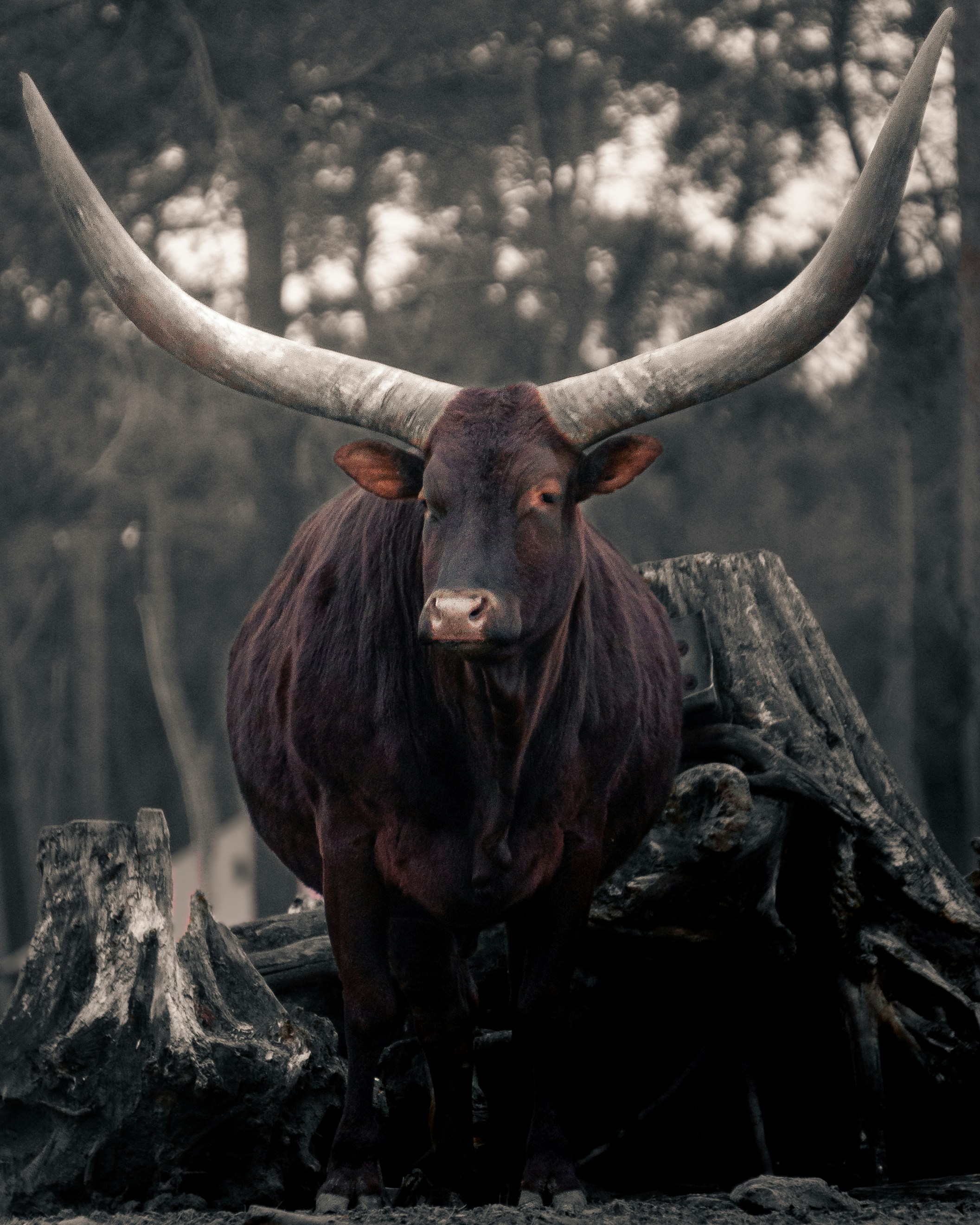 Watusi (picture taken at Safaripark De Beekse Bergen in Hilvarenbeek, the Netherlands)