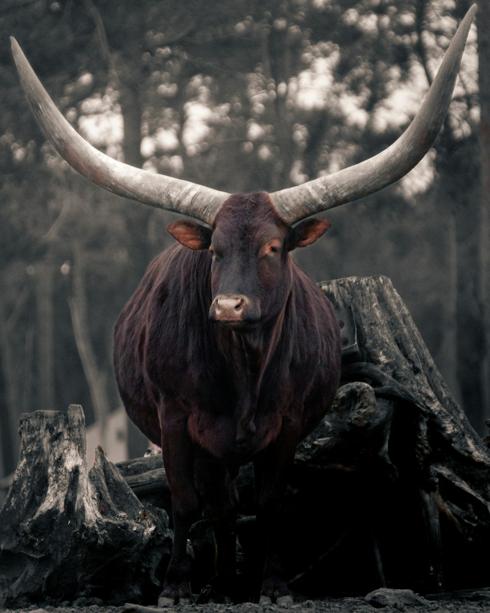 brown water buffalo on brown wooden log