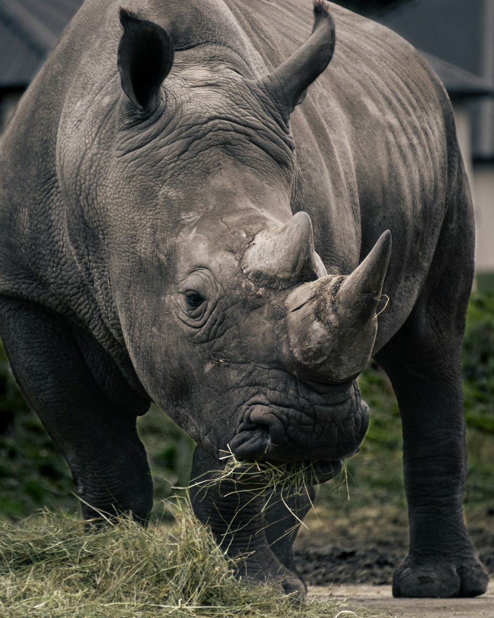 rinoceronte cinzento na grama verde durante o dia