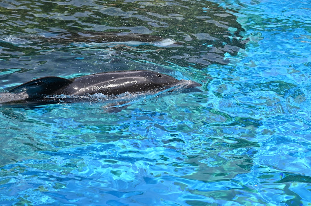 black dolphin in water during daytime