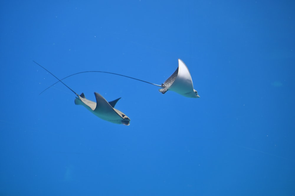 3 oiseaux blancs et noirs volant sous le ciel bleu pendant la journée