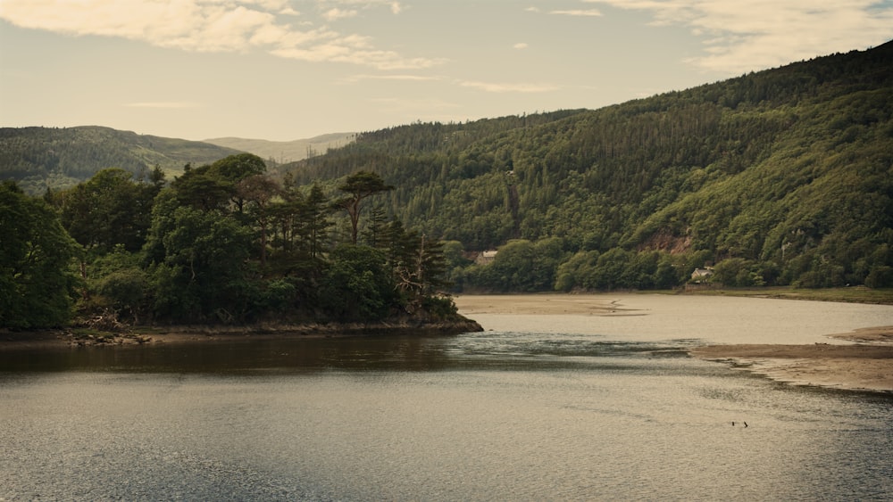 green trees near body of water during daytime