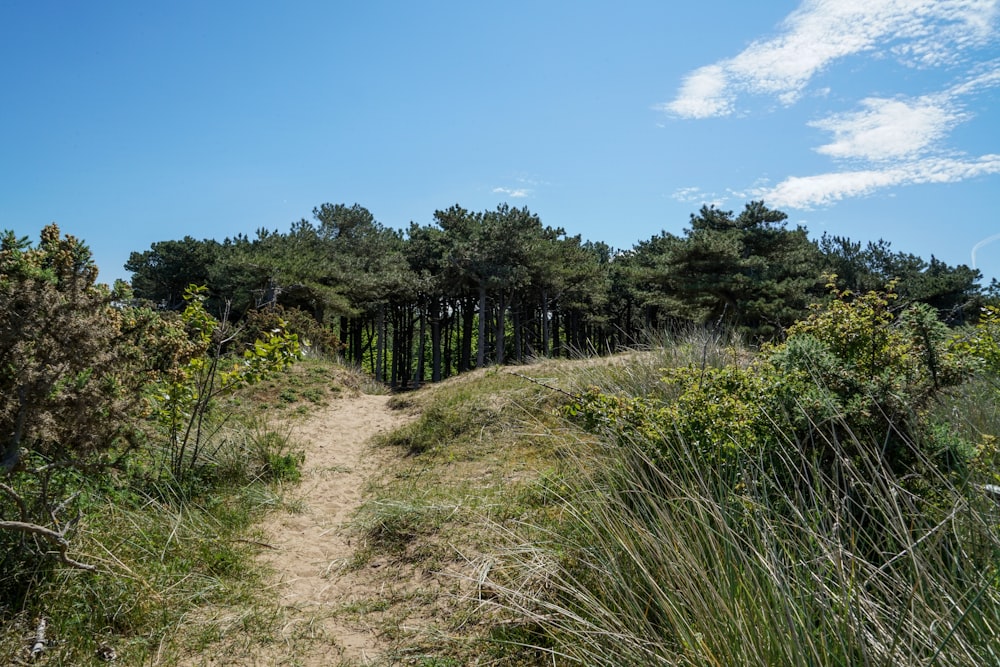 a dirt path in the middle of a forest