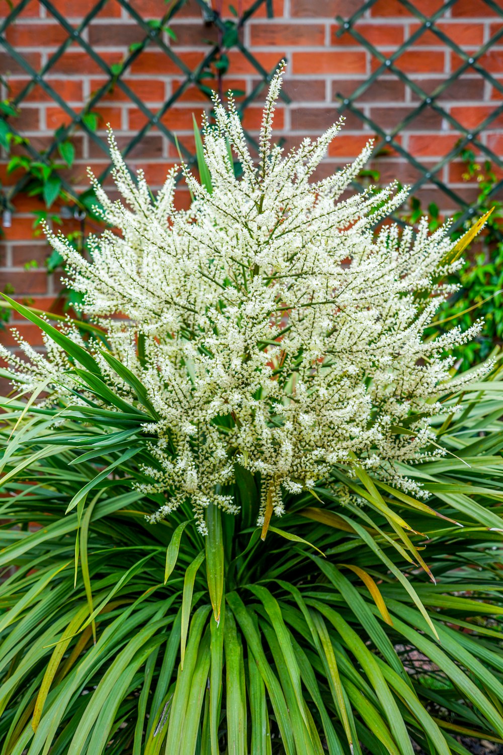 a plant with white flowers in front of a brick wall