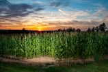 Sunset over a cornfield, showcasing vibrant colors.