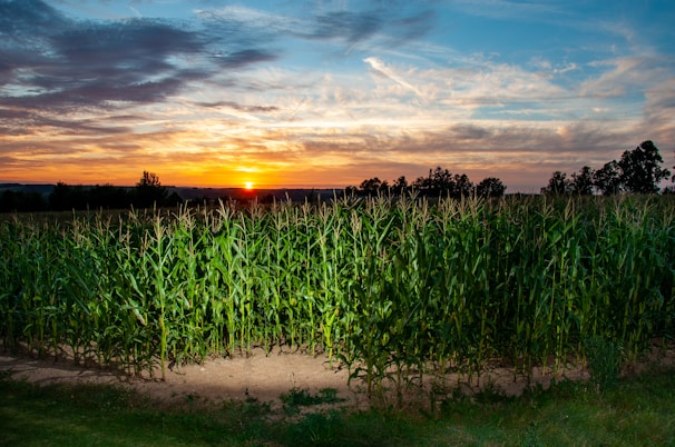 A vibrant sunset over a corn plantation.