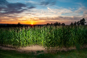 Sunset over a cornfield, showcasing vibrant colors.