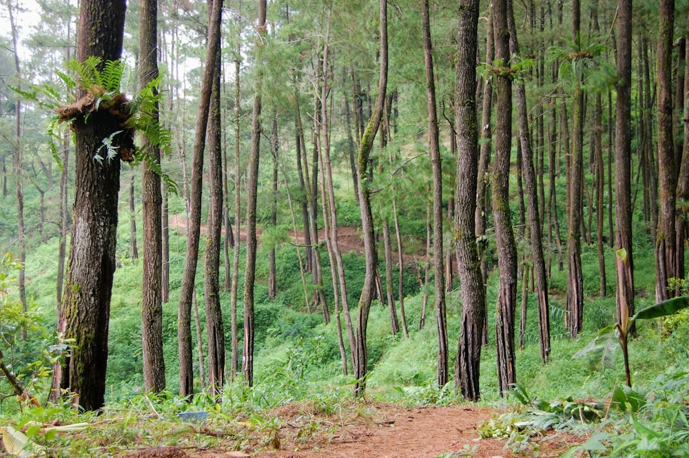 arbres verts et bruns pendant la journée