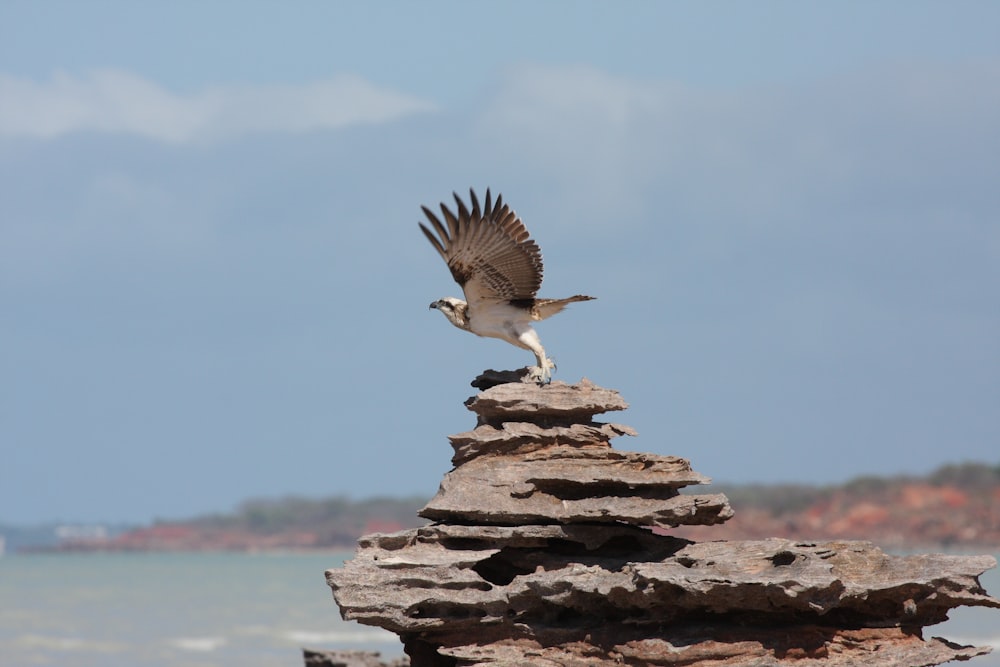 white and black bird on brown rock near body of water during daytime