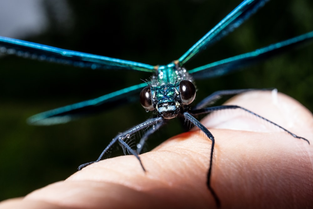 green and blue dragonfly on persons hand