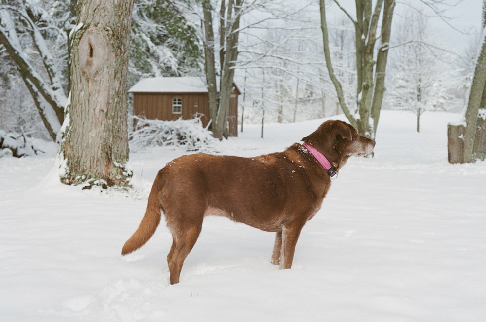 brown short coated dog standing on snow covered ground during daytime