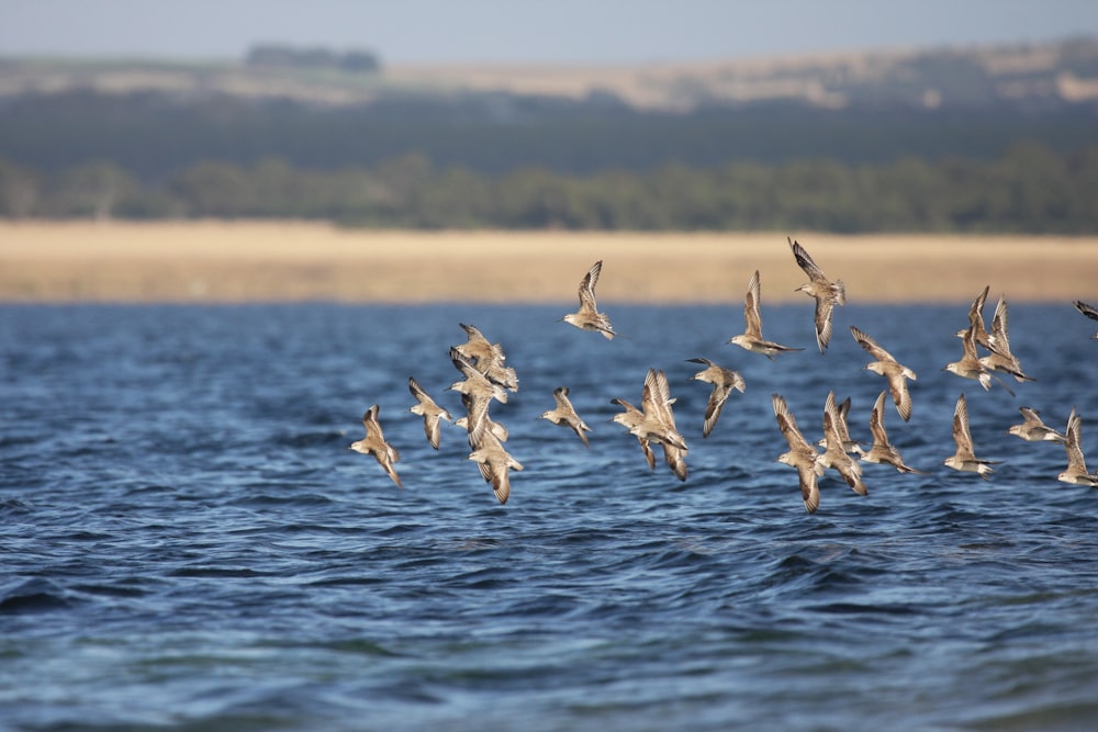 flock of birds flying over the sea during daytime