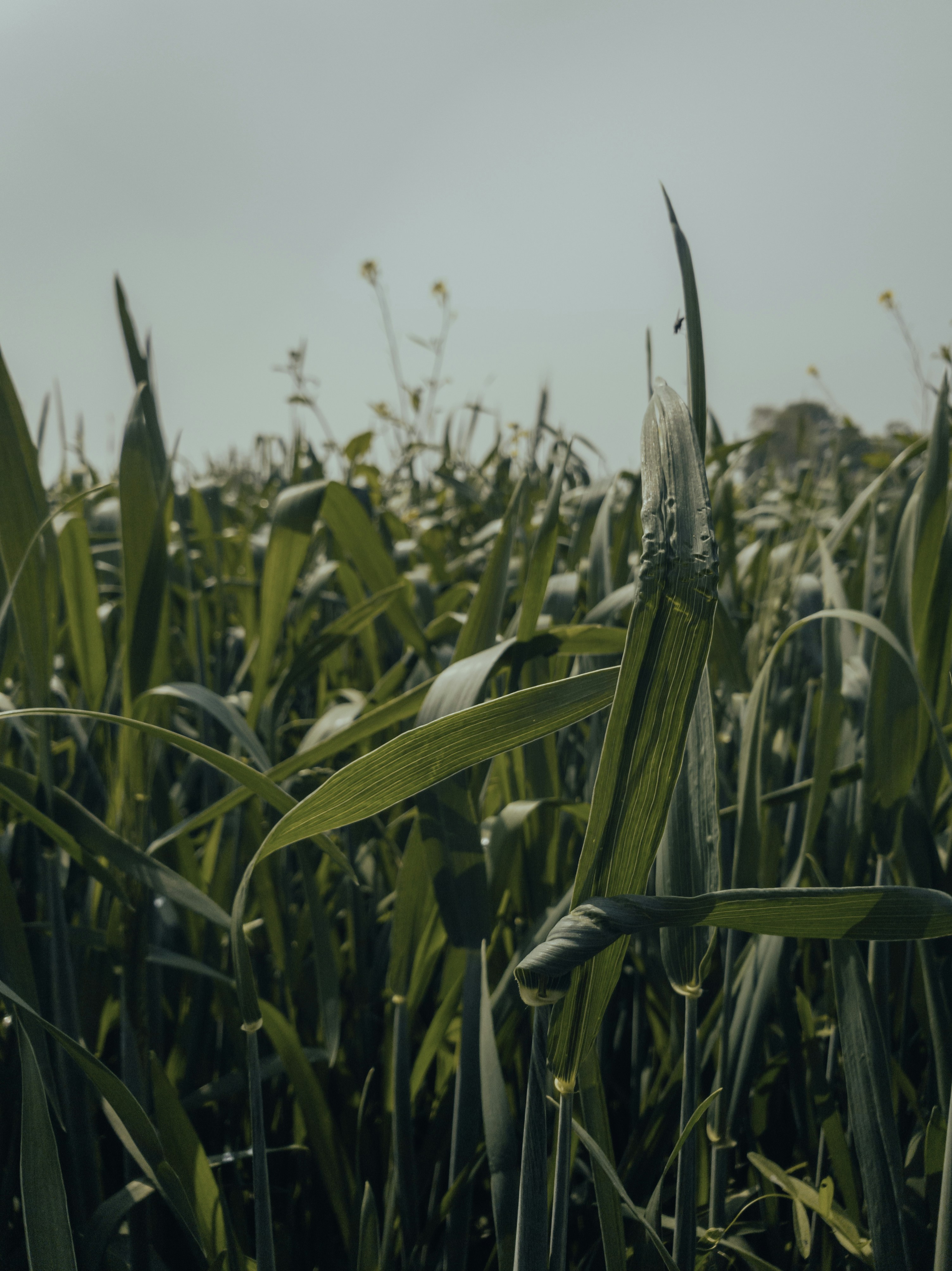 Photo by rohitraj_28