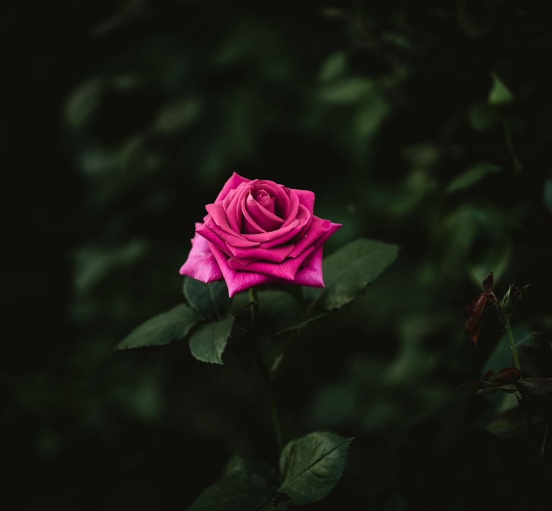 pink rose in bloom during daytime