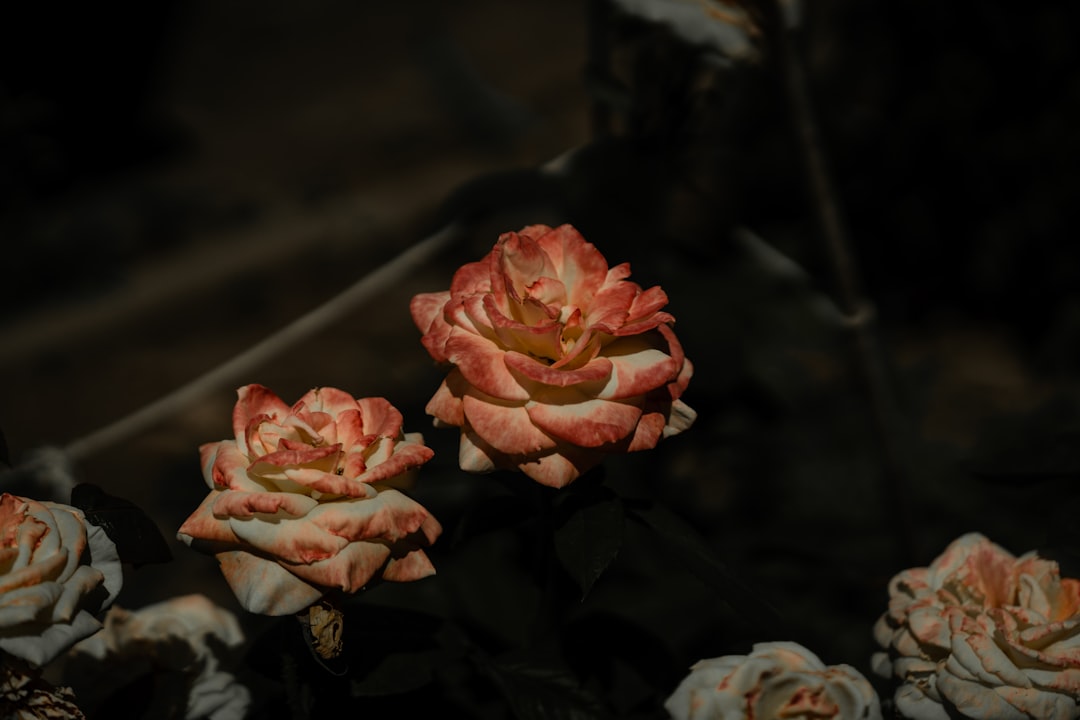 red rose in bloom close up photo