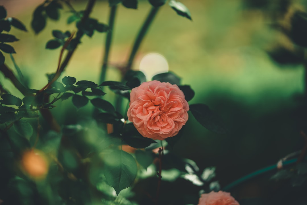 pink rose in bloom during daytime