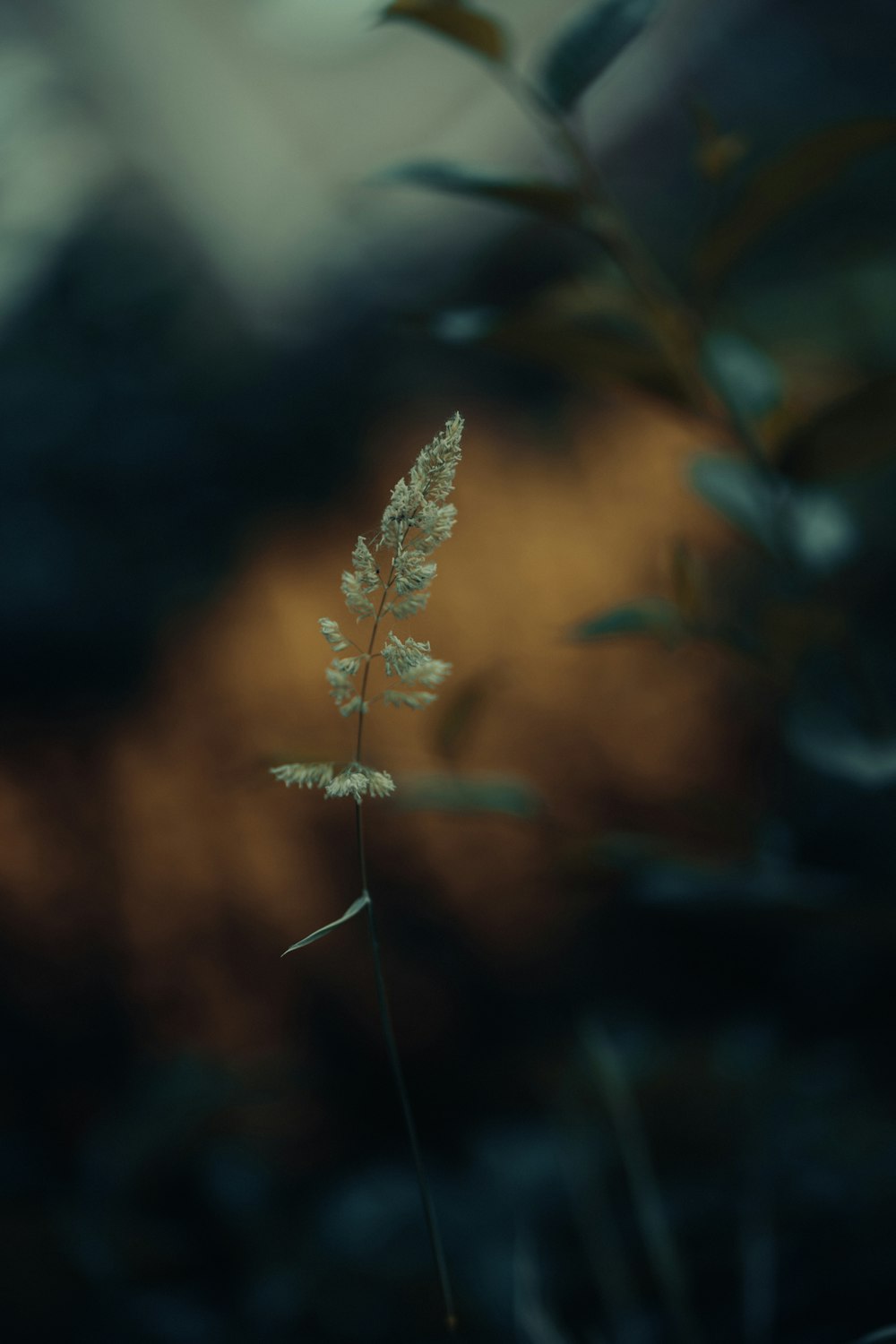 white and brown plant in tilt shift lens