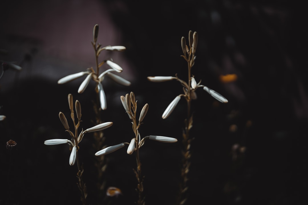 white flower buds in tilt shift lens