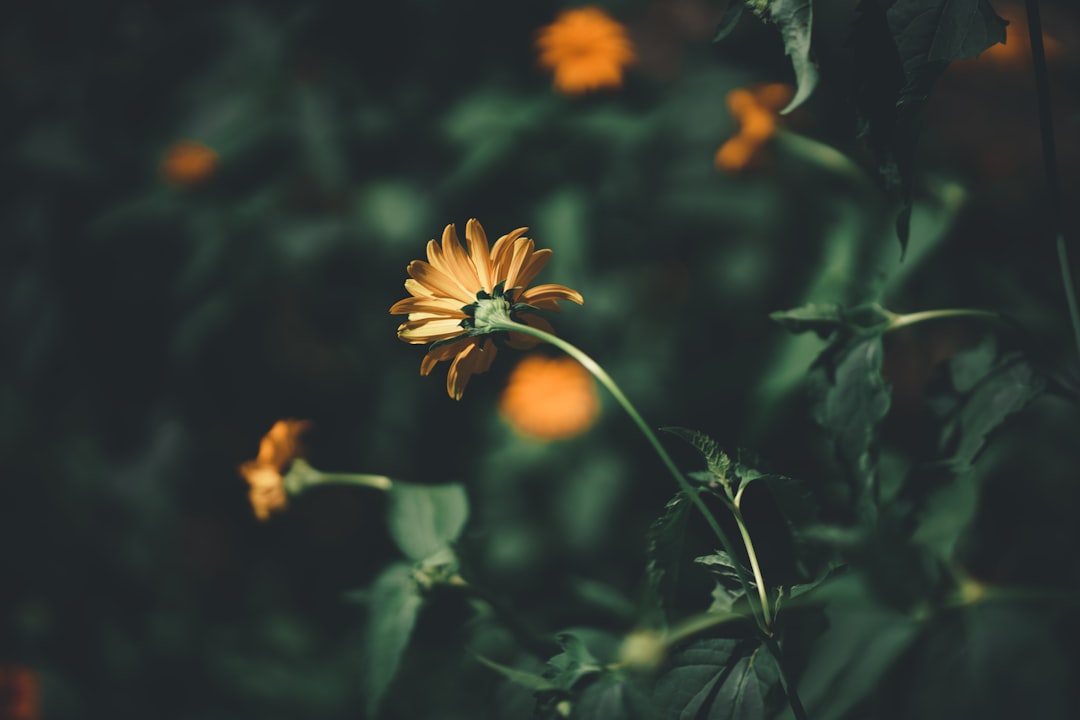 yellow and orange flower in tilt shift lens