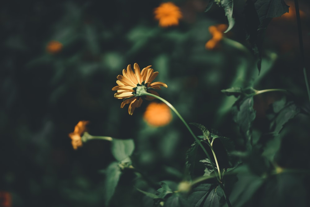 yellow and orange flower in tilt shift lens