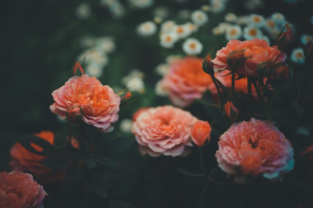 pink flowers in tilt shift lens