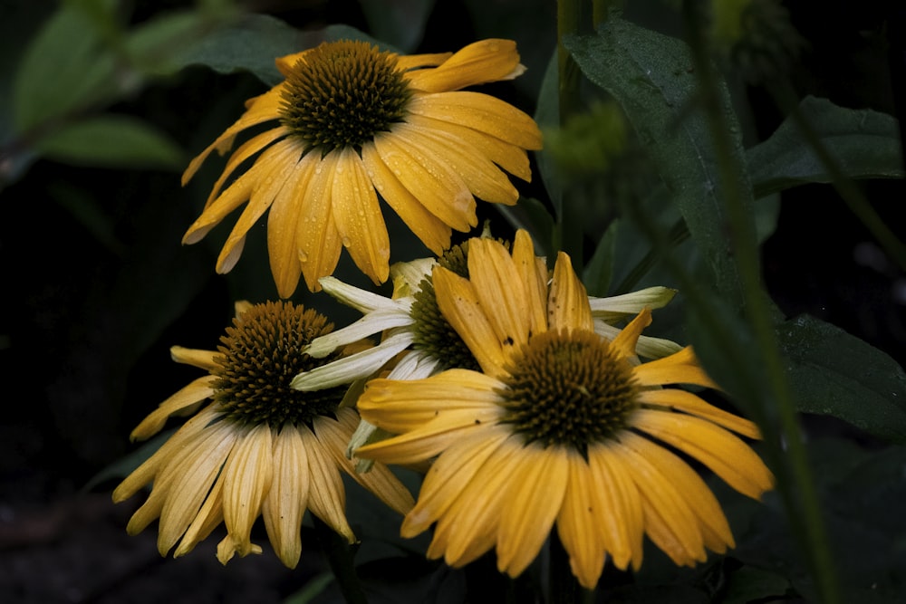 yellow and white flower in close up photography