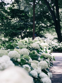 Rows of hydrangea plants blooming under the Colombian sun, ready for export.
