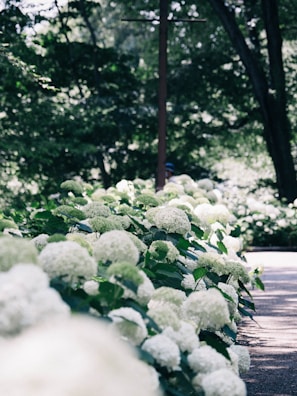 Rows of hydrangea plants growing in a Colombian flower farm