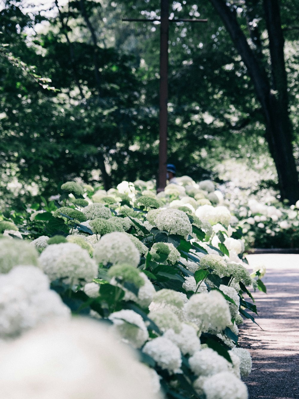 bouquet de fleurs blanches et vertes