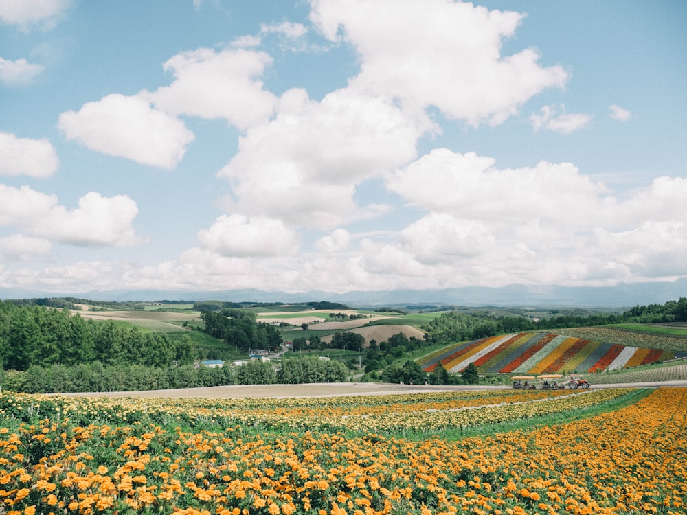 yellow flower field under white clouds during daytime