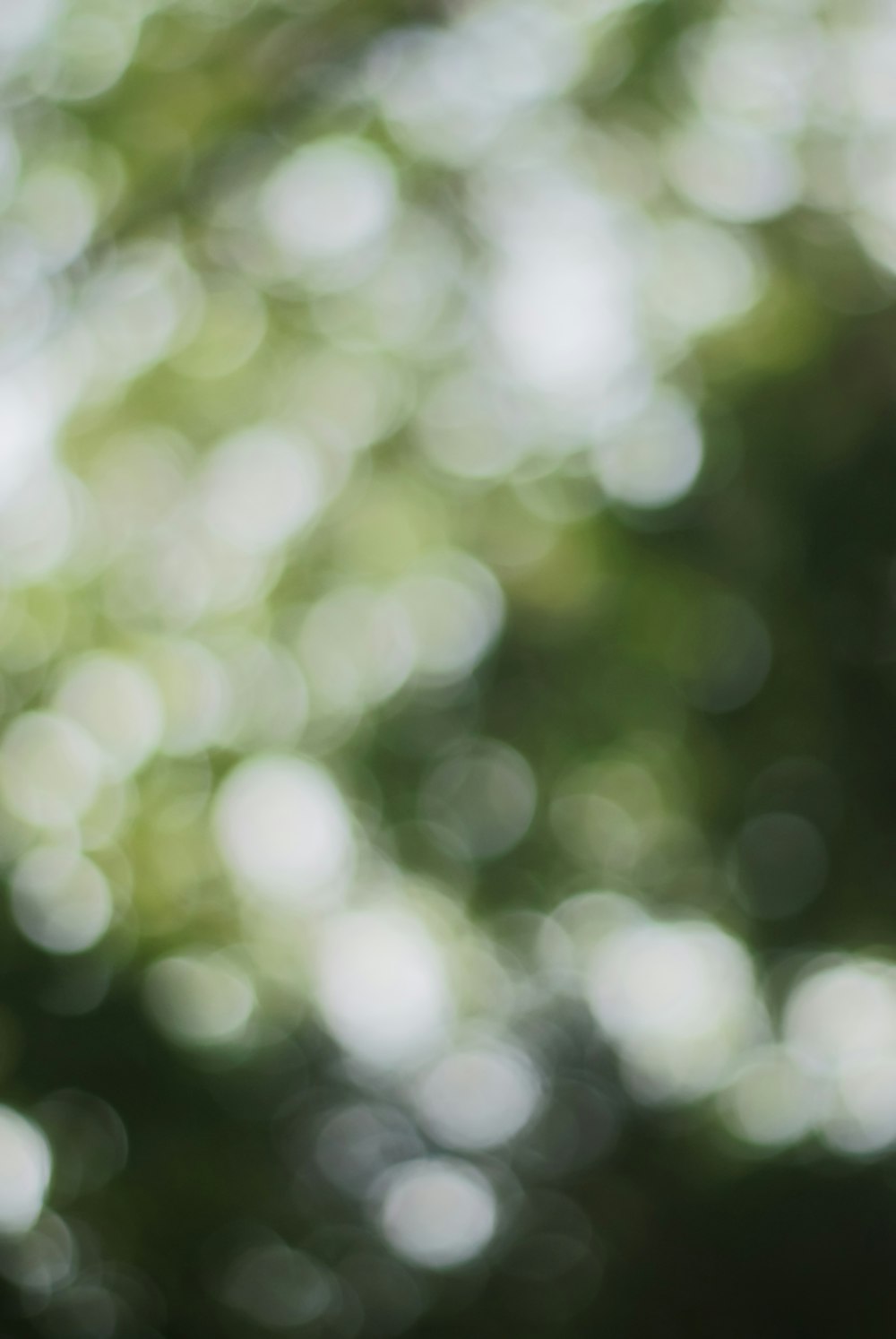 white and green bokeh lights