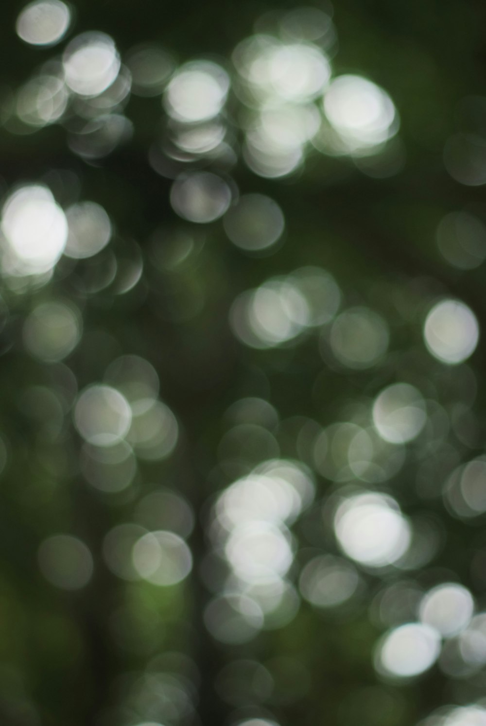 white and green bokeh lights