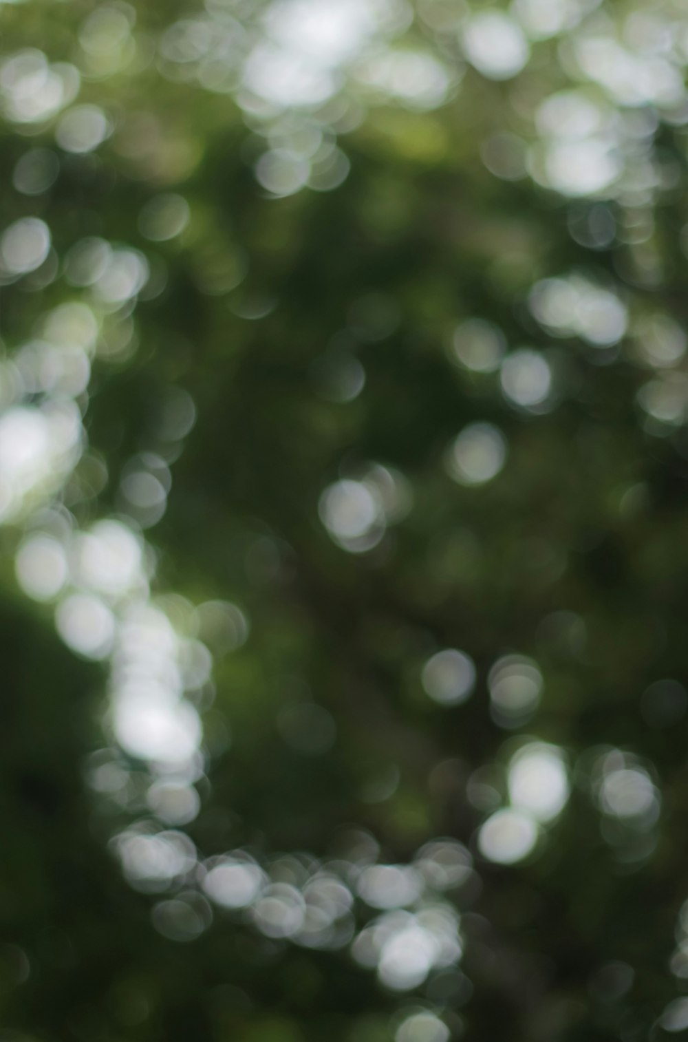 green leaf plant during daytime