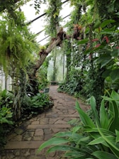 A lush green indoor garden with a stone pathway meandering through dense foliage. Various types of plants, including ferns and flowering vines, hang from the ceiling and walls, creating a vibrant, immersive jungle environment.