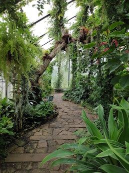 A lush green indoor garden with a stone pathway meandering through dense foliage. Various types of plants, including ferns and flowering vines, hang from the ceiling and walls, creating a vibrant, immersive jungle environment.