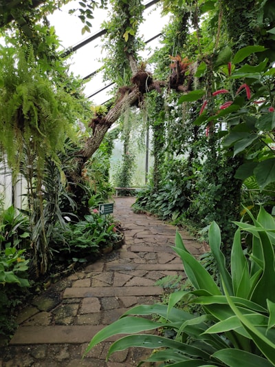 A lush green indoor garden with a stone pathway meandering through dense foliage. Various types of plants, including ferns and flowering vines, hang from the ceiling and walls, creating a vibrant, immersive jungle environment.