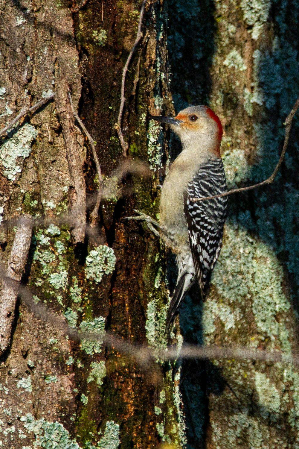 white black and red bird on brown tree branch