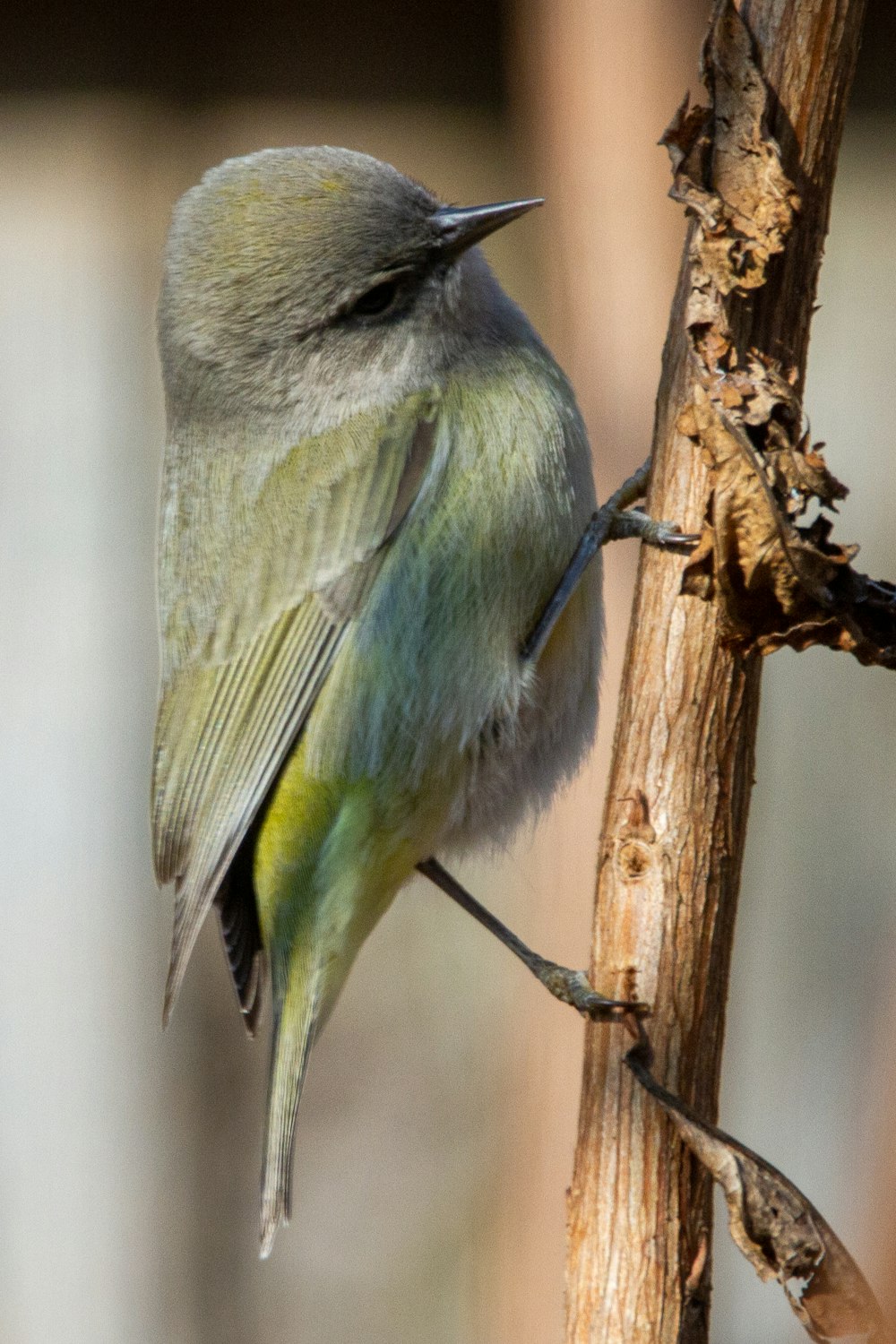 gray and green bird on brown tree branch
