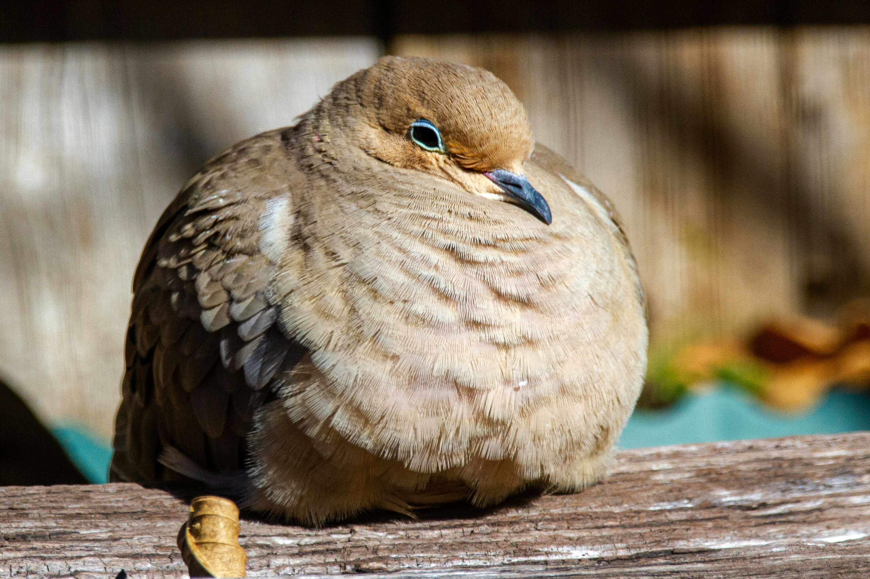 brown and white bird on brown wooden table