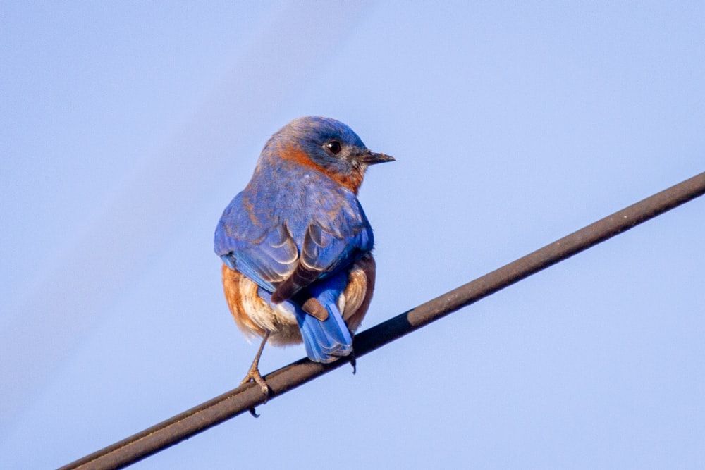 blue and brown bird on brown wooden stick during daytime