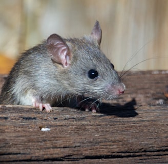 Learn About Rats by NE Region Pest Control