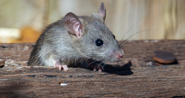 Learn About Rats by NE Region Pest Control