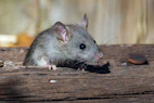 a rat sitting on a piece of wood