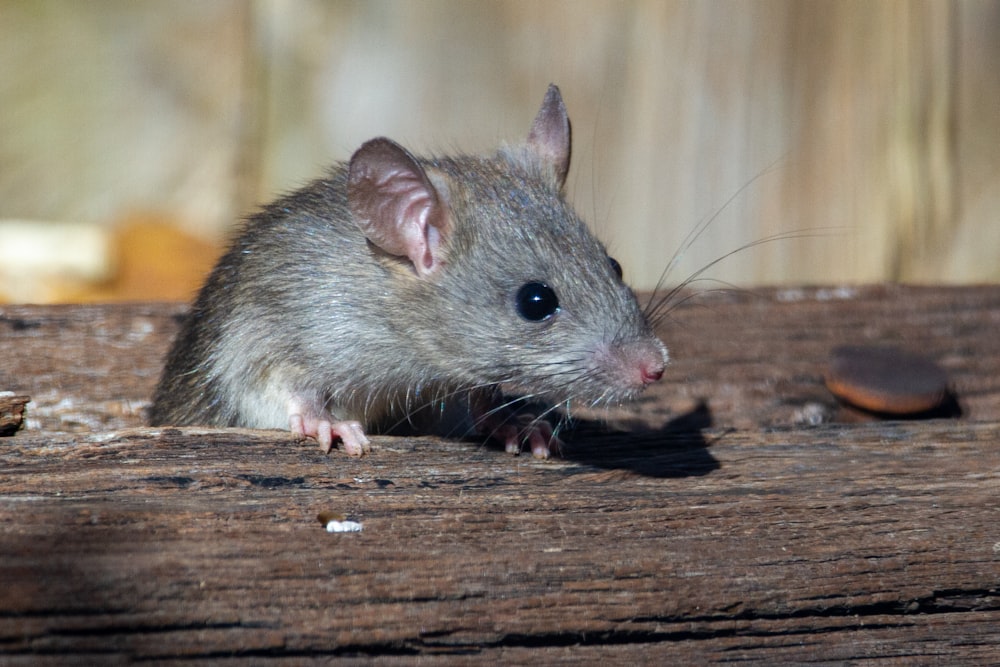 un rat assis sur un morceau de bois