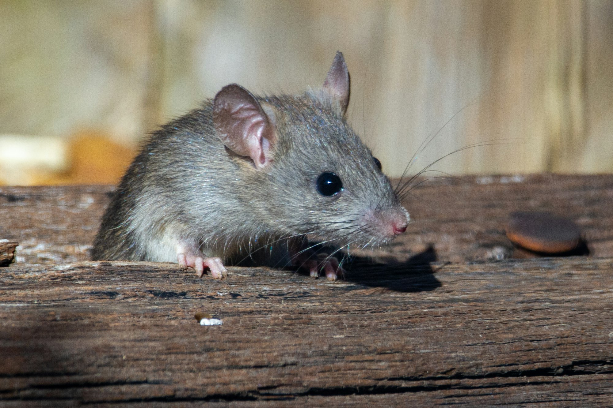 A roof rat peeks out from the railroad ties.