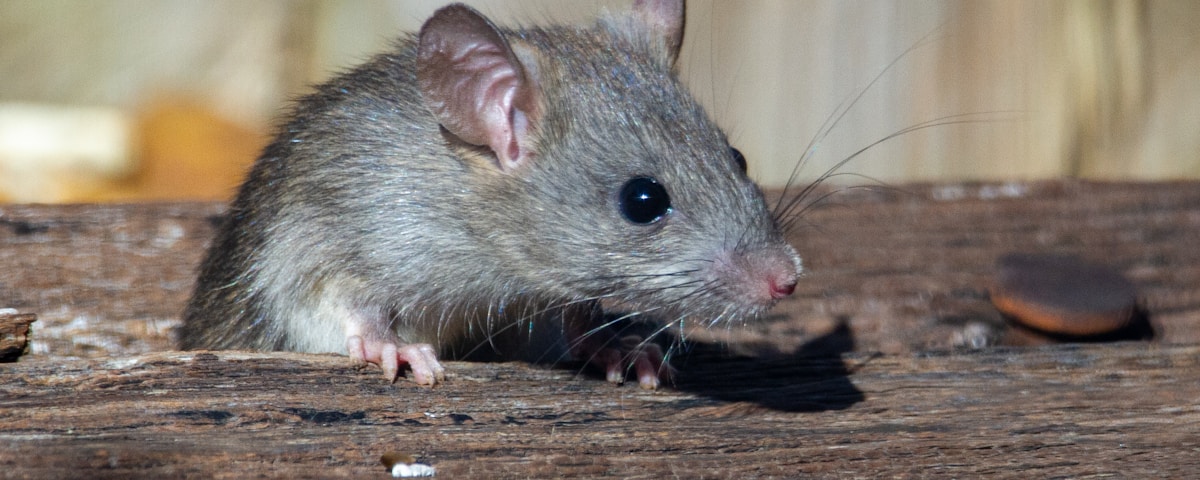 A roof rat peeks out from the railroad ties.