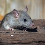 A roof rat peeks out from the railroad ties.