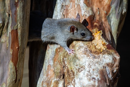 Mouse and Fox Baiting