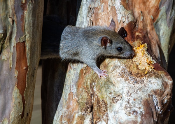 gray rodent on brown tree trunk