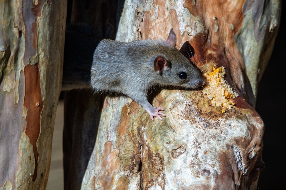 gray rodent on brown tree trunk